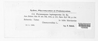Peronospora leptosperma image